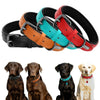 Soft Padded Leather Dog Collar - Luvpaws